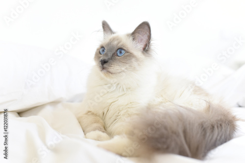 Closeup of SacrŽ de Birmanie cat, relaxing on bed
