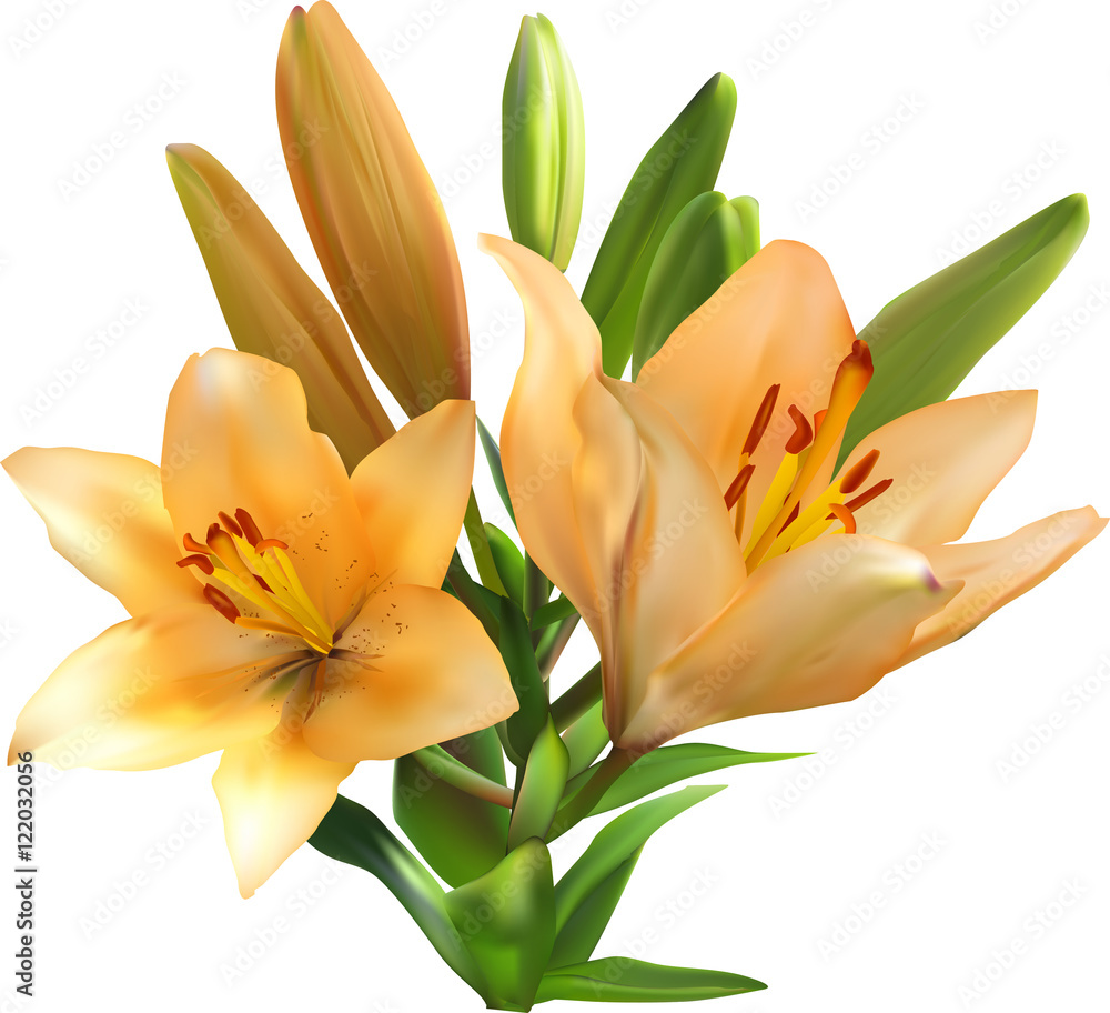 Obraz premium light orange lily bunch isolated on white