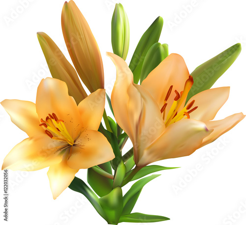 Fototapeta Naklejka Na Ścianę i Meble -  light orange lily bunch isolated on white
