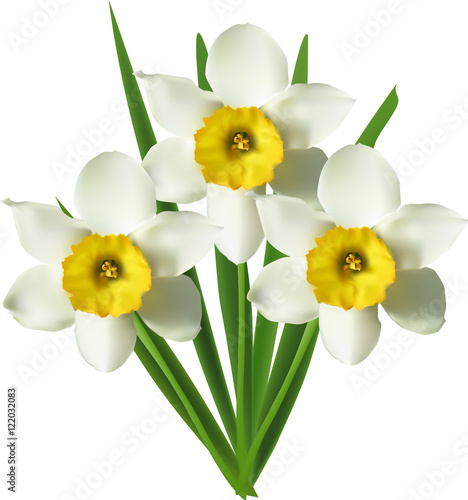 Fototapeta Naklejka Na Ścianę i Meble -  bunch of three narcissus flowers isolated on white