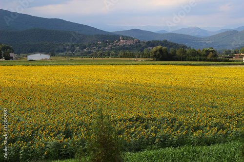 Campo de girasoles