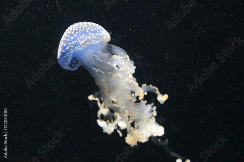 Blue jellyfish in water
