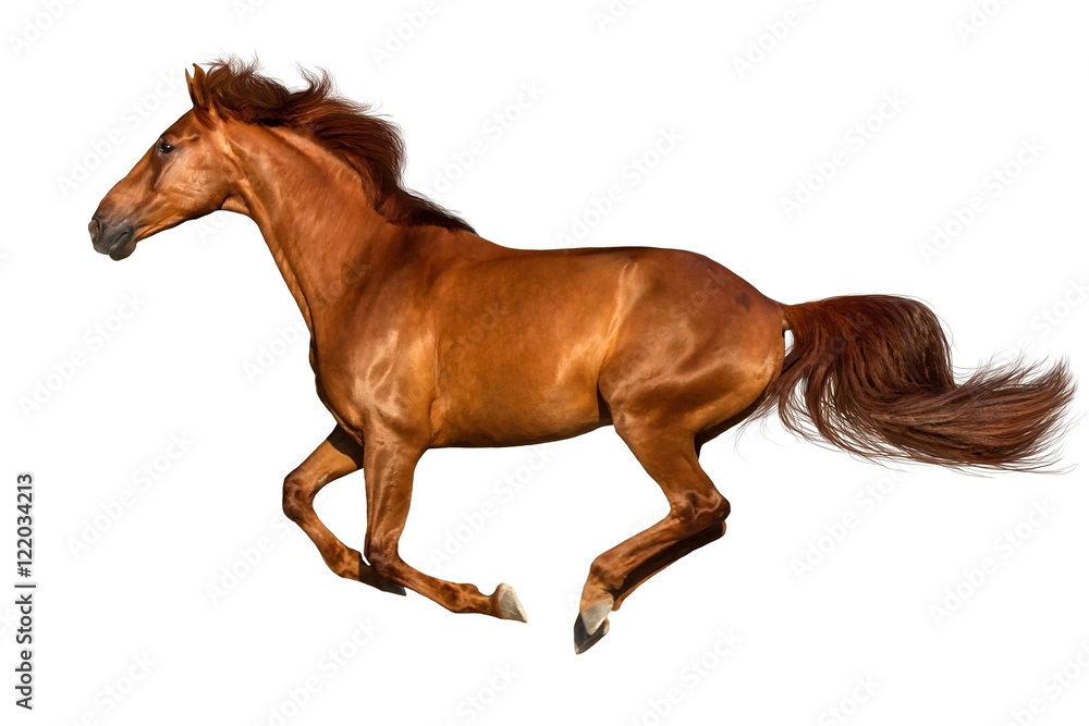 Red horse run gallop isolated on white background Stock Photo | Adobe Stock