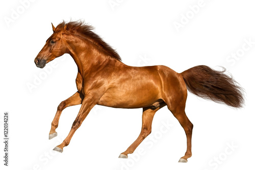 Red horse run gallop  isolated on white background