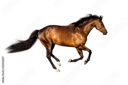 Bay horse run gallop isolated on white backround