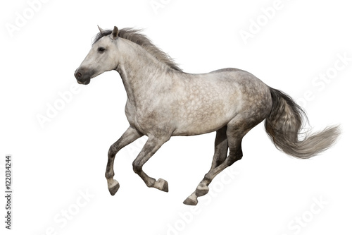 White horse run gallop isolated on white backround © callipso88