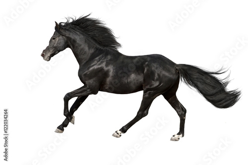 Black horse with long mane run gallop isolated on white background