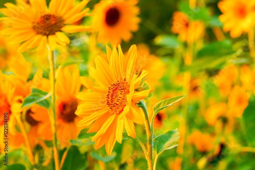 Sonnenblumen