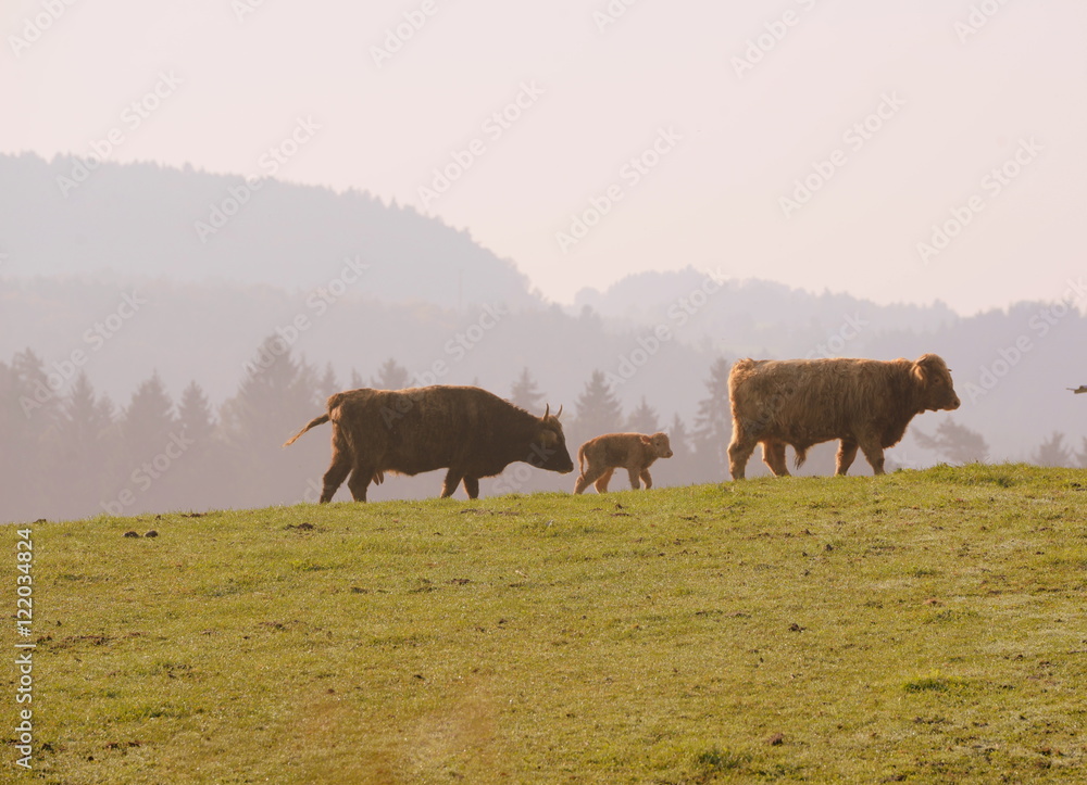 going home, 1cow,1 bull and 1 calf in the late summer sun