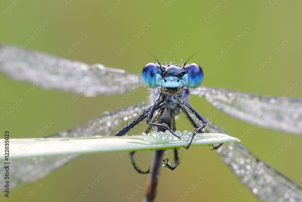 Emerald damselfly, Lestes sponsa Emerald damselfly, Lestes sponsa