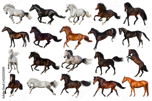 Fototapeta Naklejka Na Ścianę i Meble -  Horse collection isolated on white background