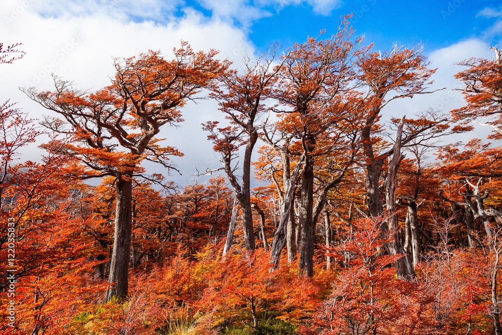 Fototapeta premium Golden forest in Patagonia