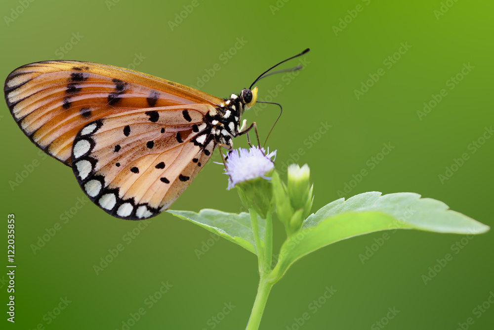 Obraz premium Closeup butterfly on flower (Common tiger butterfly)