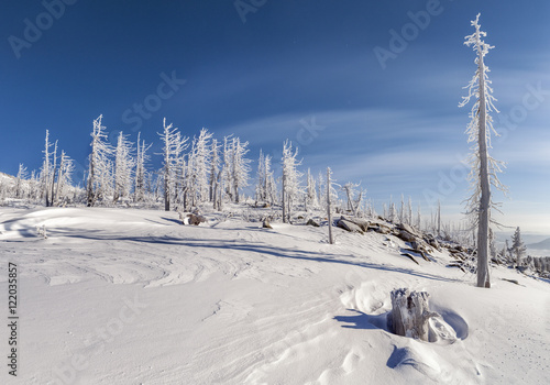 Dead trees and stump/Frosted dead trees at the top of mount Mustag, Mountain Shoria, Siberia, Russia