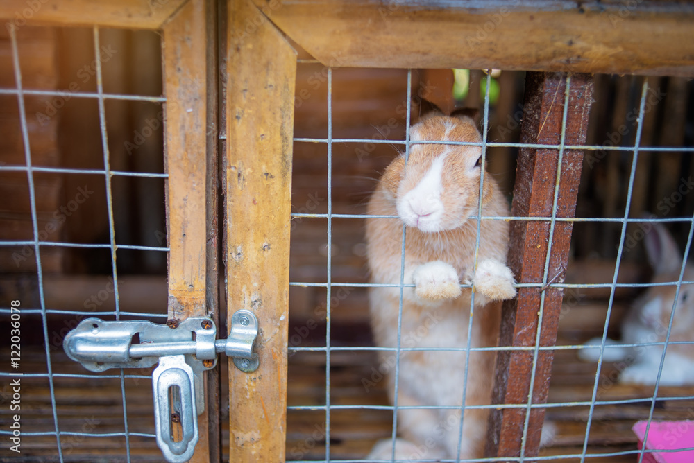 Obraz premium Red rabbit in the cage.