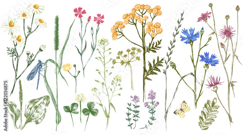 Hand drawn set with herbs and flowers