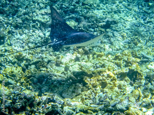 Manta ray in Seychelles underwater