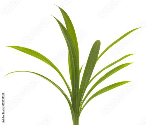 Wallpaper Mural closeup green fresh pandan leaves thai herbal isolated Torontodigital.ca