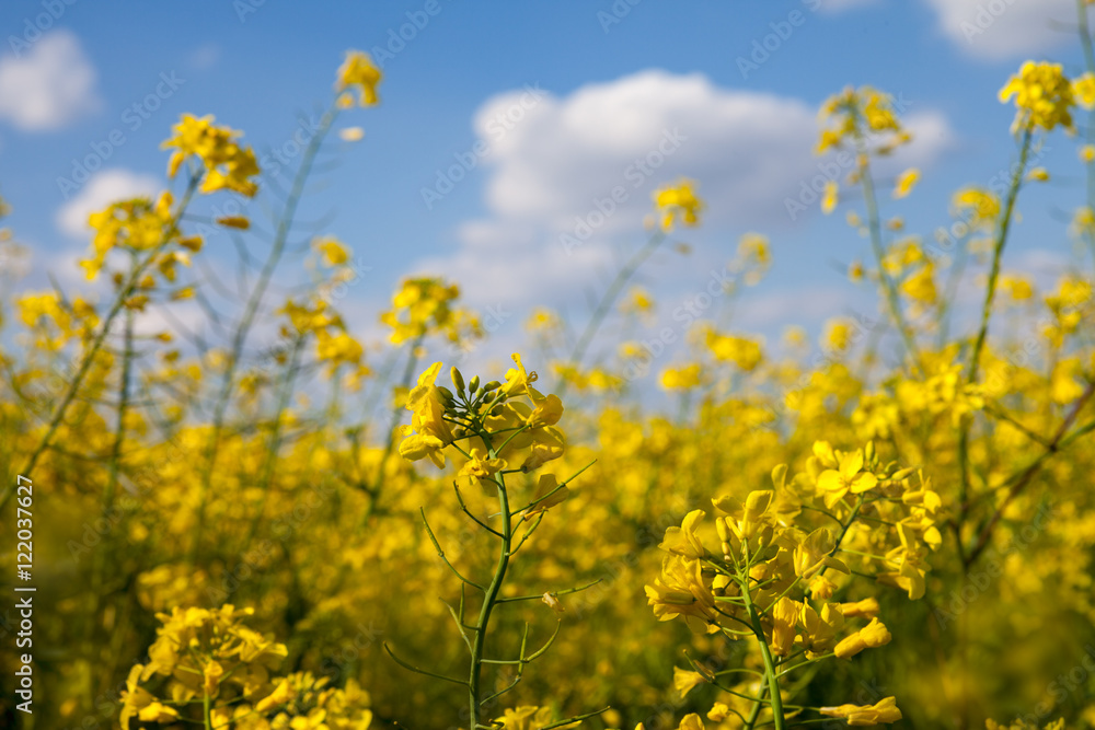 Field with yellow canola