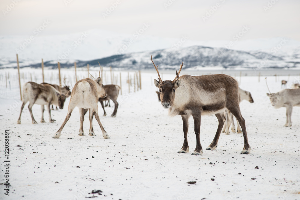 group of reindeers in winter group of reindeers in winter
