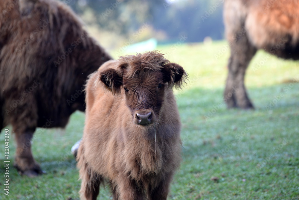 Zottelfell, Angusmixkkalb blickt Dich an Zottelfell, Angusmixkkalb blickt Dich an
