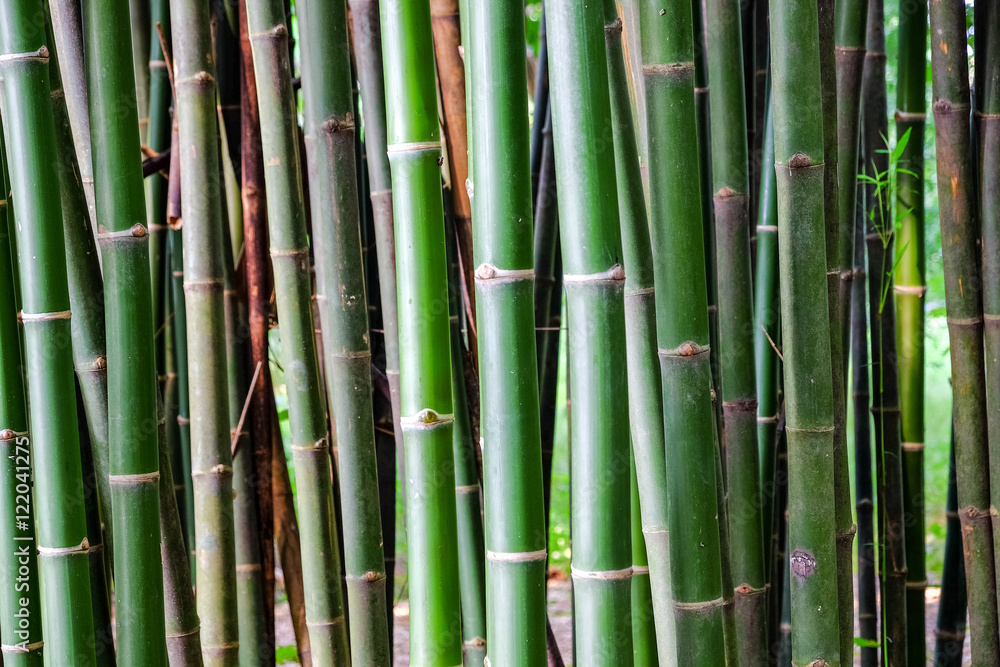 Close-up of Bamboo stems in bamboo forest Close-up of Bamboo stems in bamboo forest