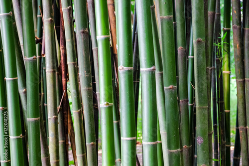 Close-up of Bamboo stems in bamboo forest