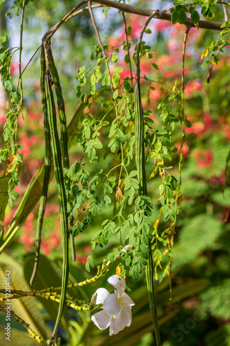 Moringa Früchte Bohnen am Baum