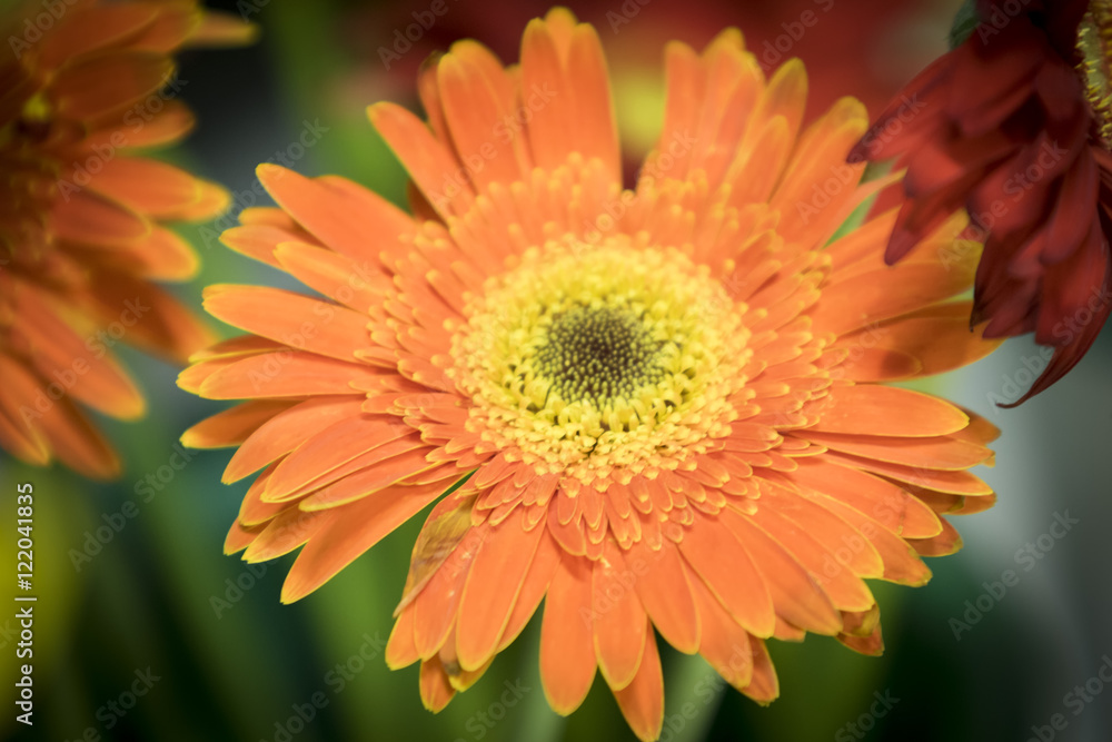 The flower of gerbera and its colors The flower of gerbera and its colors