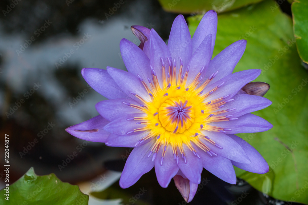 Purple Lotus flowers Purple Lotus flowers