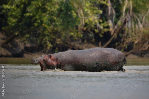 Hippo in the beautiful nature habitat  this is africa  african wildlife  endangered species  green lake