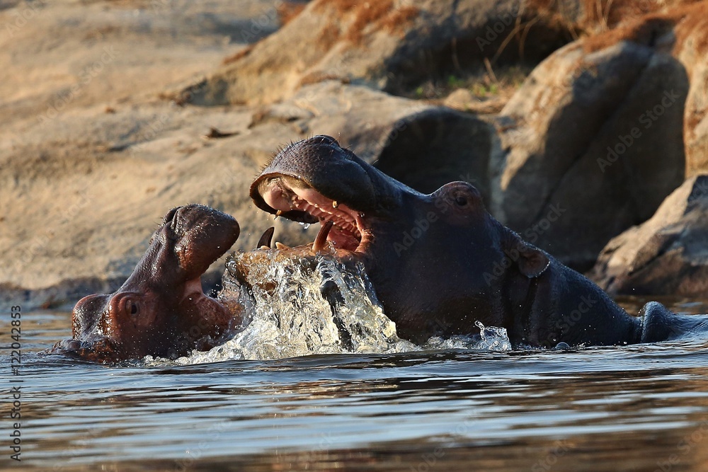 Fototapeta premium Hippos fight in the beautiful nature habitat, this is africa, african wildlife, endangered species, green lake