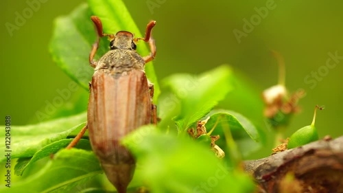 chafer cockchafer creeps on the green sheet macro closeup shot