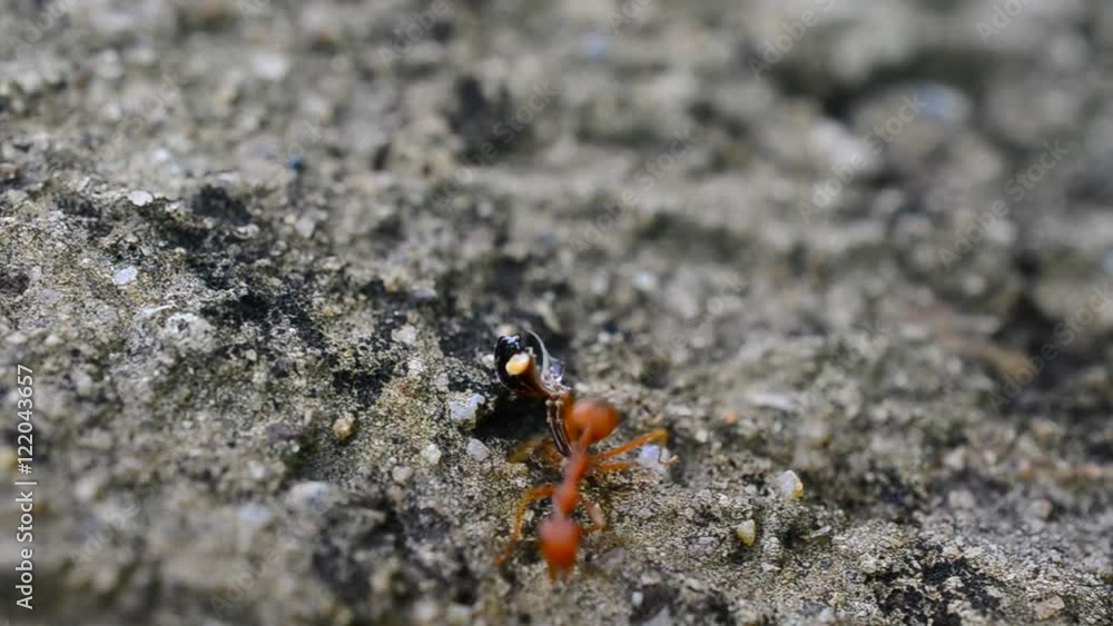 red ant red ant