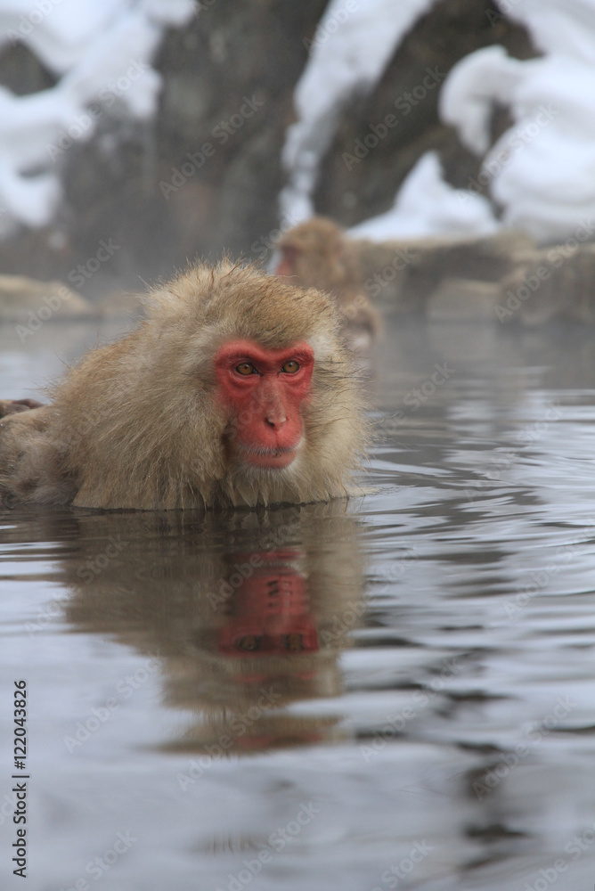 Fototapeta premium Japanese Snow Monkey in hot spring onsen bath