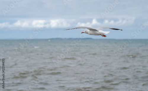Seagull beach bird