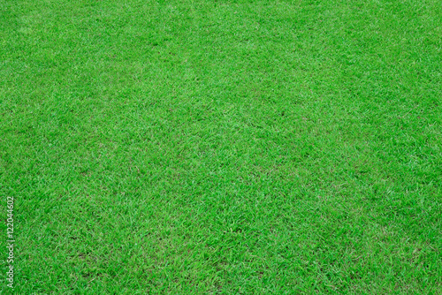 green grass field for backgrond