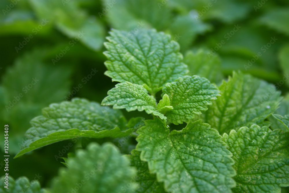Closeup of fresh green mint leaves. Abstract background. Closeup of fresh green mint leaves. Abstract background.
