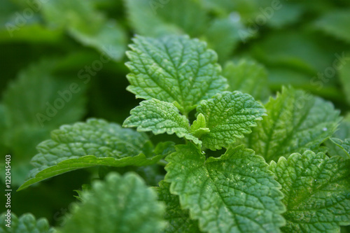 Closeup of fresh green mint leaves. Abstract background. 