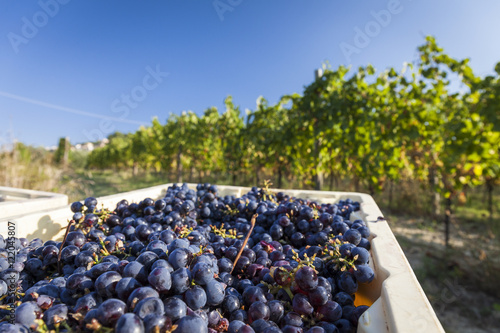 Fotografija Grape harvest in a vineyard. Blue sky background