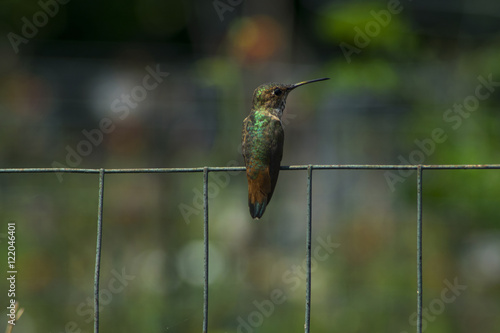 Hummingbird on fence