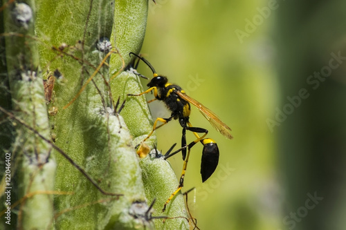 Hornet on cactus