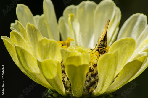 Moth in flower