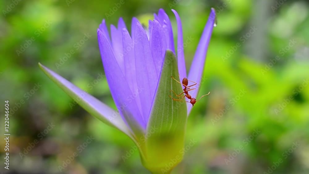 red ant with flower red ant with flower