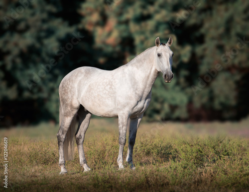 Gray horse stay on the trees background