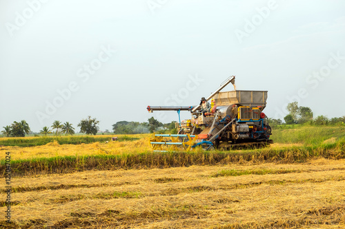 harvesters harvesting rice in gold fields