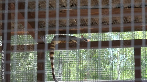 common genet genetta animal lie high on zoo cage. Zoom out. photo