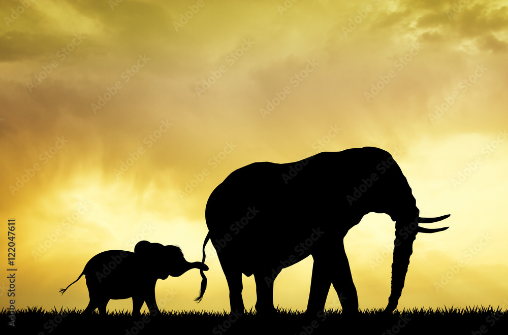 Naklejka premium baby elephant at sunset