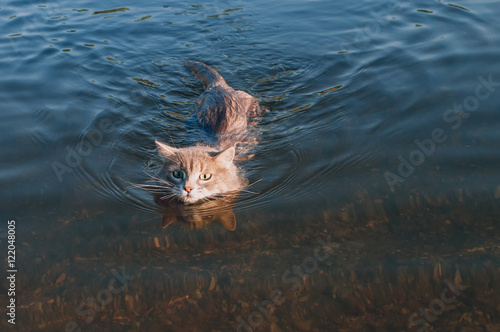 gray mustache cat floating on the river