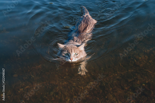 gray mustache cat floating on the river